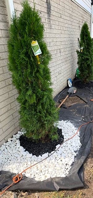 Arborvitae Planting, by Heights Yard Solutions